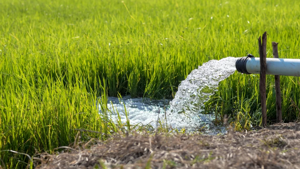 Field irrigation with water flowing from a High-Flow Stainless Steel Pump pipe.